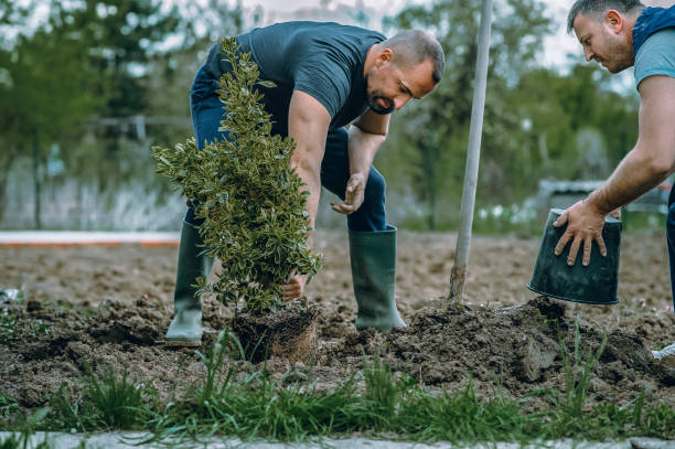 Best Root Management and Removal  in Rockwell Place, TX