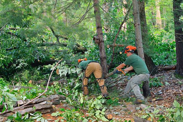 Professional Tree Services in Rockwell Place, TX